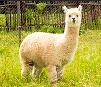 La Alpaca La Alpaca