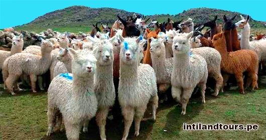 La Alpaca La Alpaca