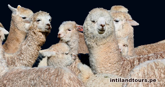 Alpacas Alpacas