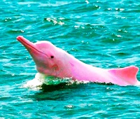 El Delfín Rosado El Delfín Rosado