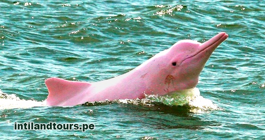 Delfín Rosado Delfín Rosado
