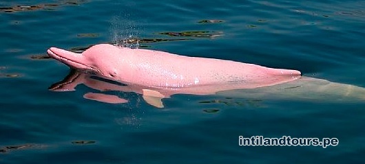 Delfín Rosado Delfín Rosado