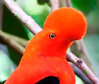 El Gallito de las Rocas El Gallito de las Rocas