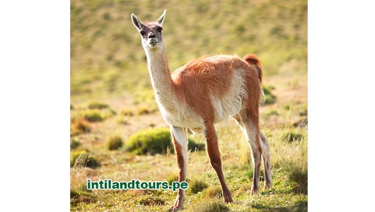 El Guanaco El Guanaco