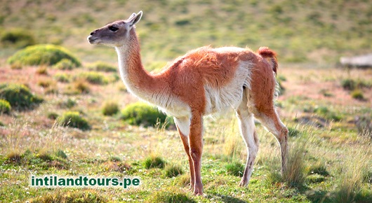 El Guanaco El Gaunaco