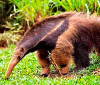 El Oso Hormiguero El Oso Hormiguero
