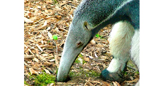 El oso hormiguero El oso hormiguero