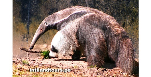 El oso hormiguero El oso hormiguero