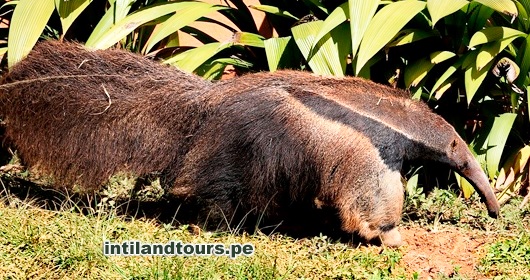 El oso hormiguero El oso hormiguero