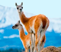 El Guanaco El Guanaco