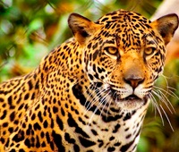 El Jaguar El Jaguar