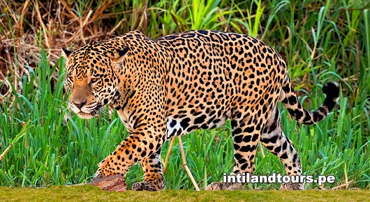 El jaguar El jaguar
