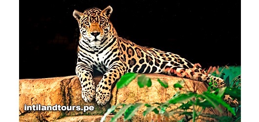 El jaguar El jaguar