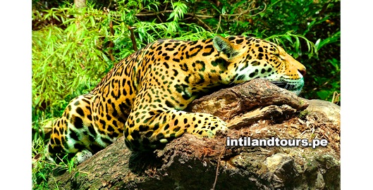 El jaguar El jaguar