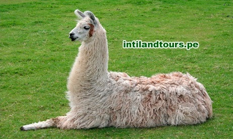 La Llama La Llama