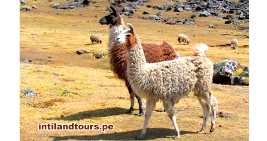 Las Llamas Las Llamas