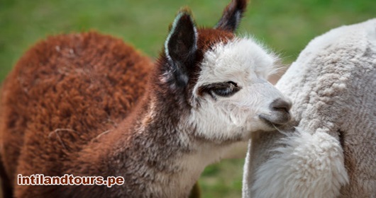 La Llama La Llama