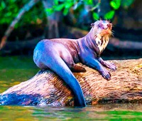 El Lobo de Río El Lobo de Río