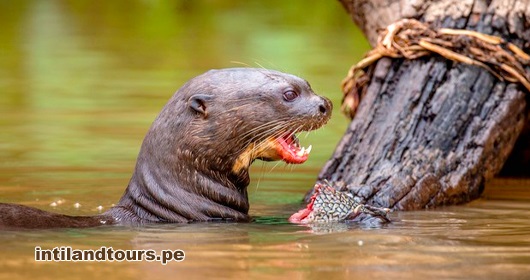 Lobo de Río Lobo de Río