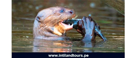 Lobo de Río Lobo de Río