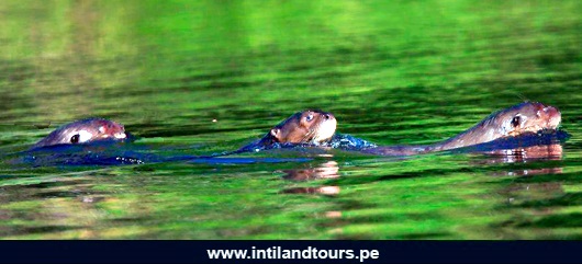 Lobo de Río Lobo de Río