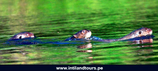 Lobo de Río