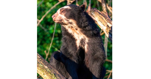 El Oso Andino El Oso Andino