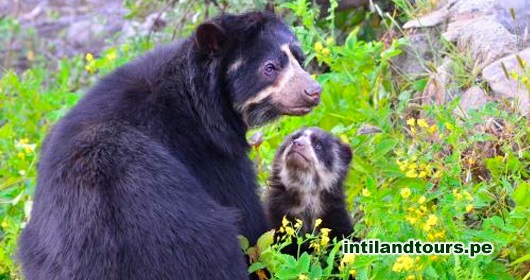 El Oso Andino El Oso Andino