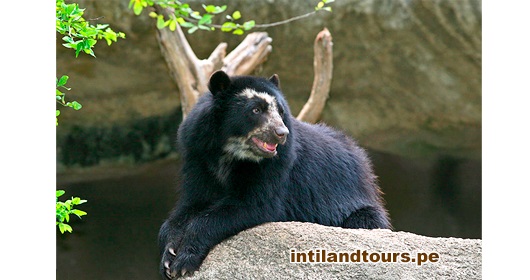 El Oso Andino El Oso Andino
