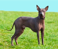El Perro Peruano El Perro Peruano