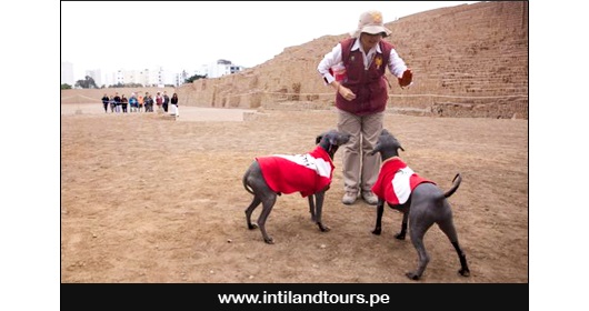 El perro peruano El perro peruano