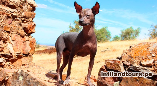 El perro peruano El perro peruano
