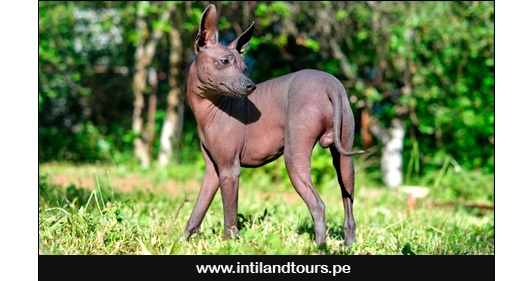 El perro peruano El perro peruano