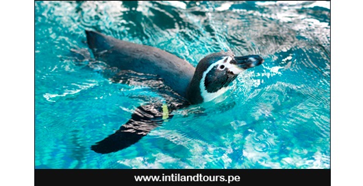 El Pinguino de Humboldt El Pinguino de Humboldt