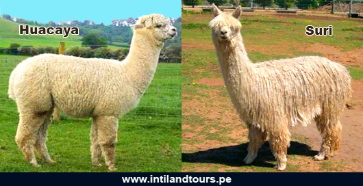 Tipos de Alpacas Tipos de Alpacas
