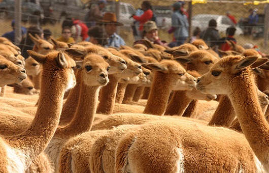 vicuñas vicuñas