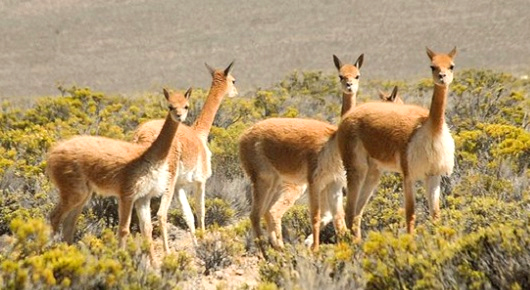 vicuñas vicuñas