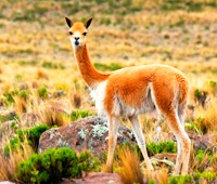 La Vicuña La Vicuña