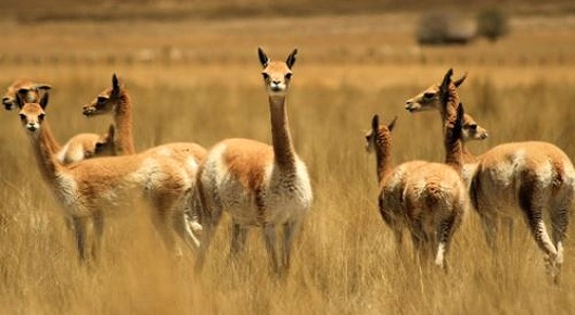 vicuñas vicuñas