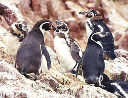 Pinguinos Islas Palomino Pinguinos Islas Palomino