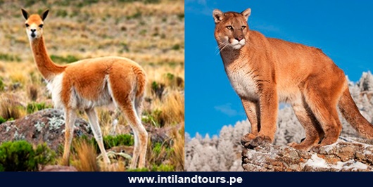 La Vicuña y el Puma La Vicuña y el Puma