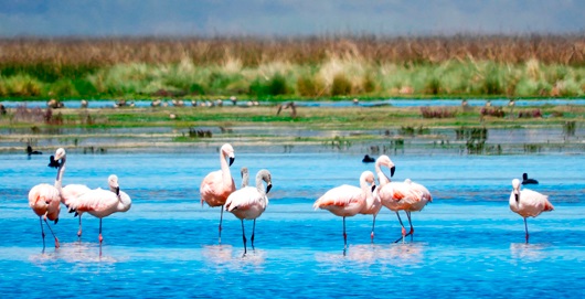 Reserva Nacional de Junín Reserva Nacional de Junín