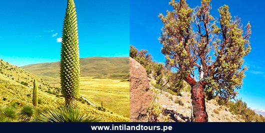La Puya y el Queñual La Puya y el Queñual