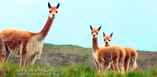 La Vicuña La Vicuña