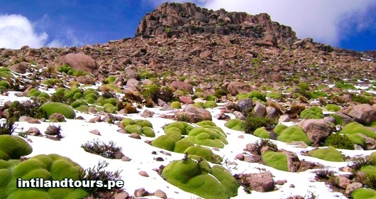 La Yareta La Yareta